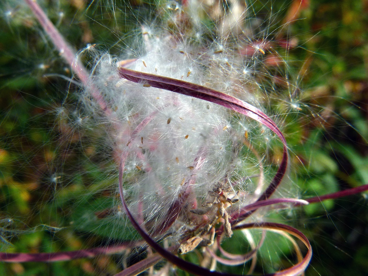 ripe fruit fire weed flower free photo