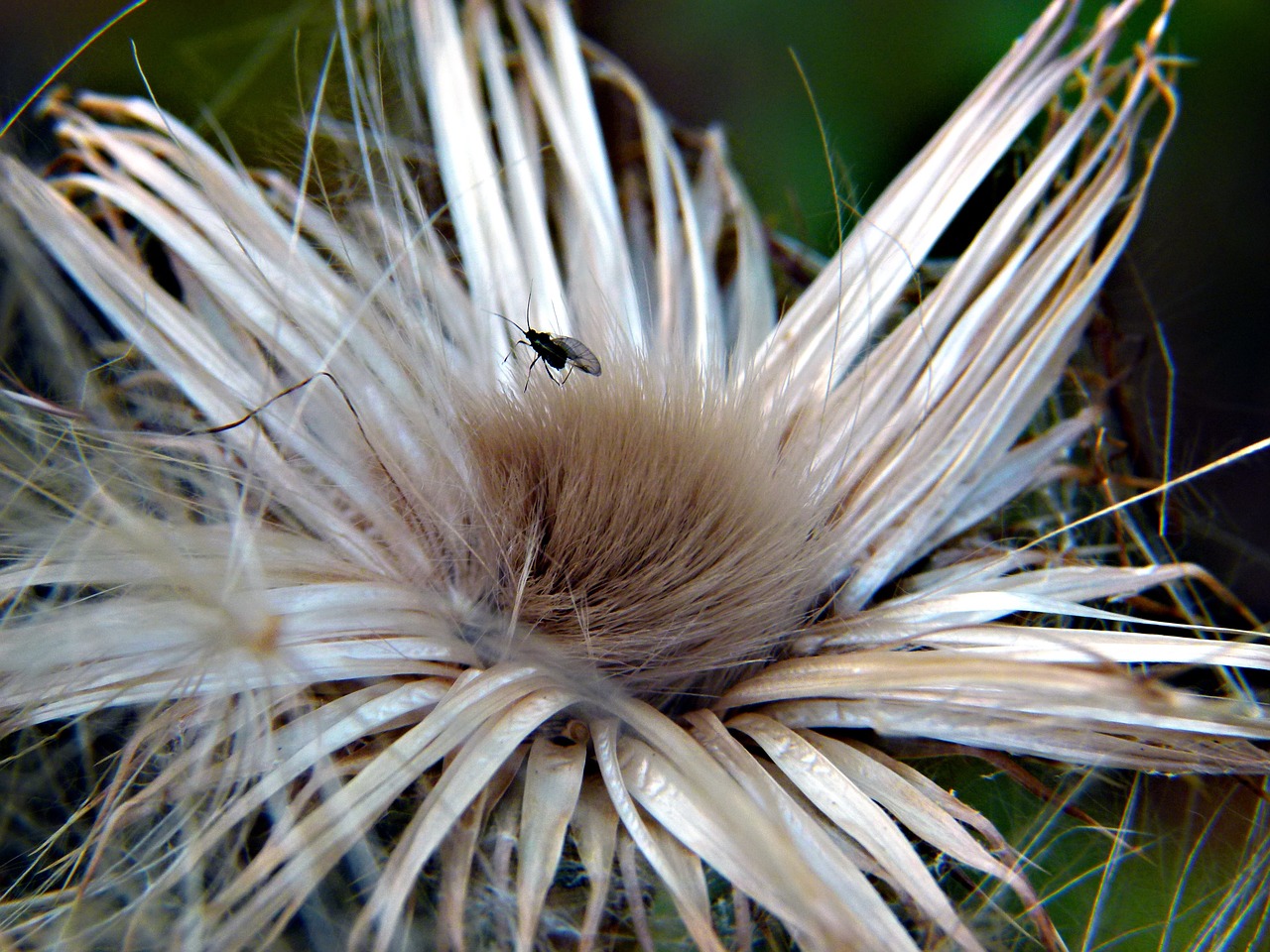 ripe fruit thistle insect free photo