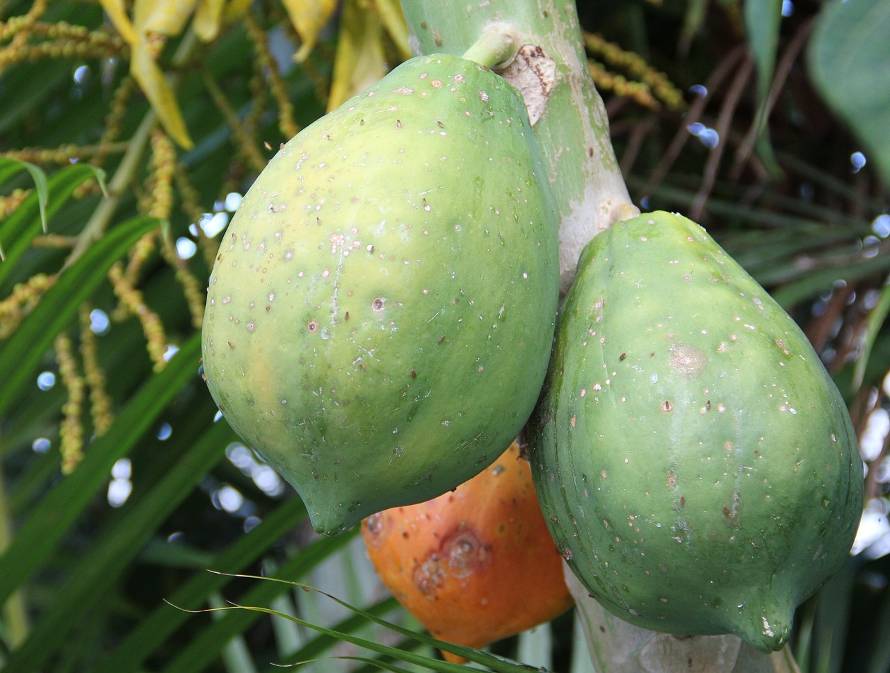 ripe papaya unripe papaya carica papaya free photo
