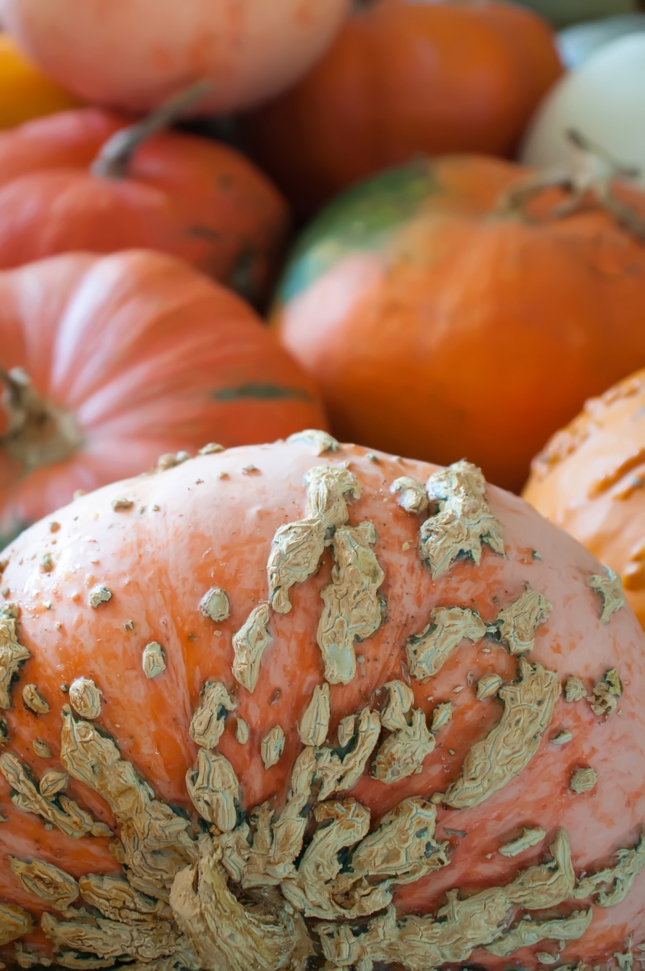 agriculture autumn background free photo