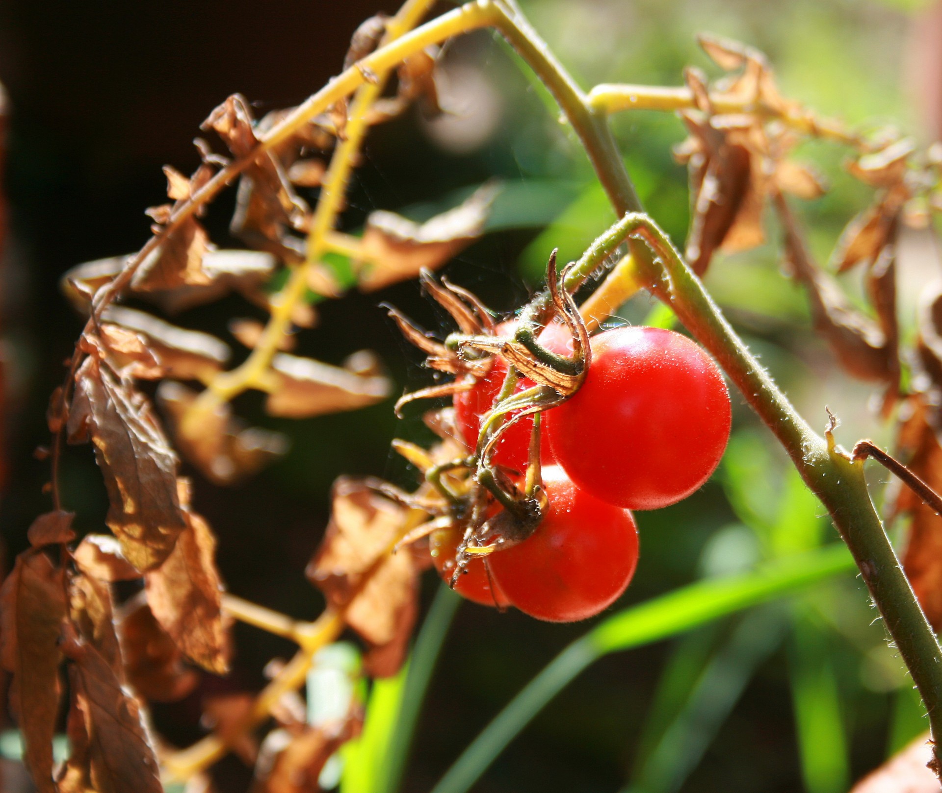 tomatoes small round free photo