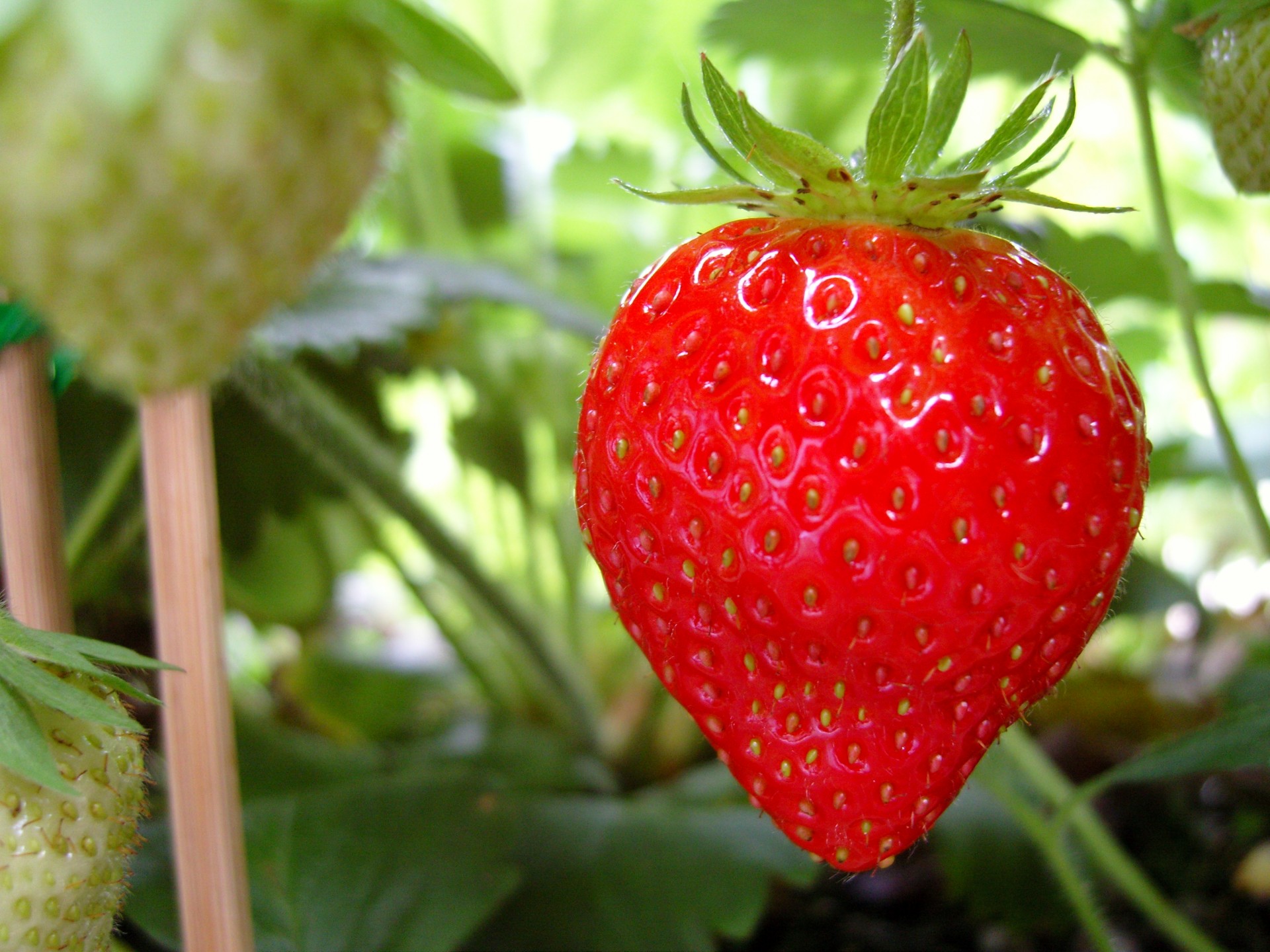 strawberry red fruit free photo