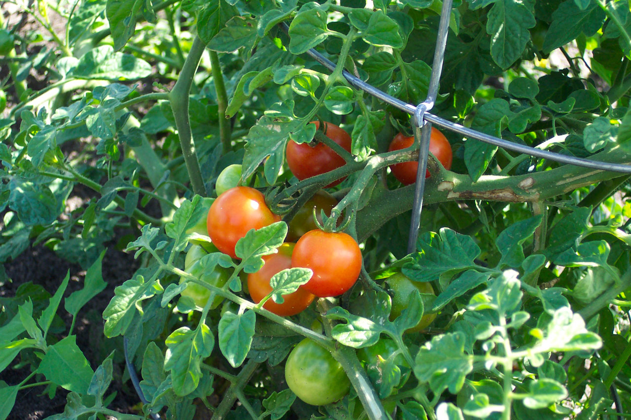 red tomatoes harvest free photo