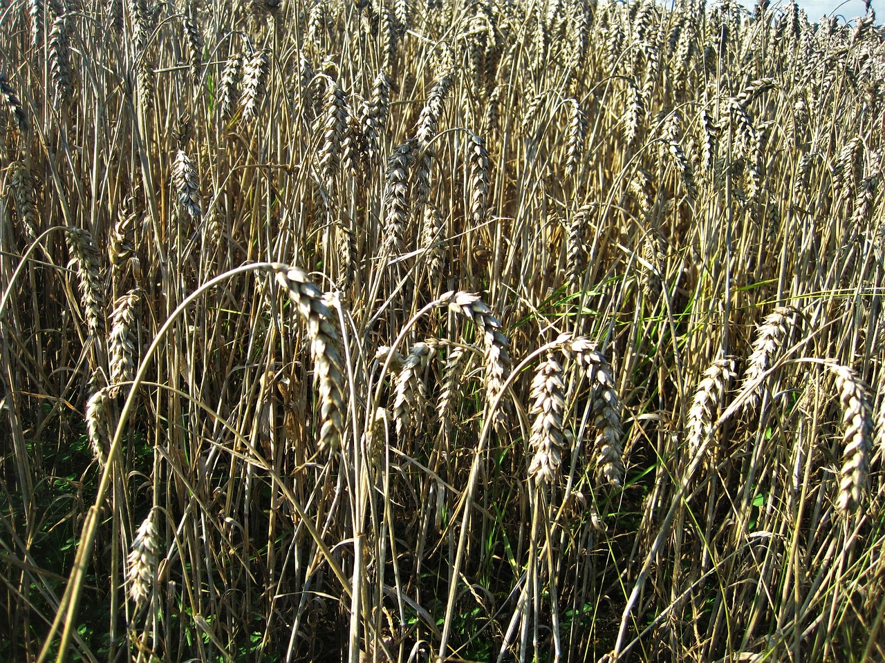 ripe wheat field wheat spike late summer free photo