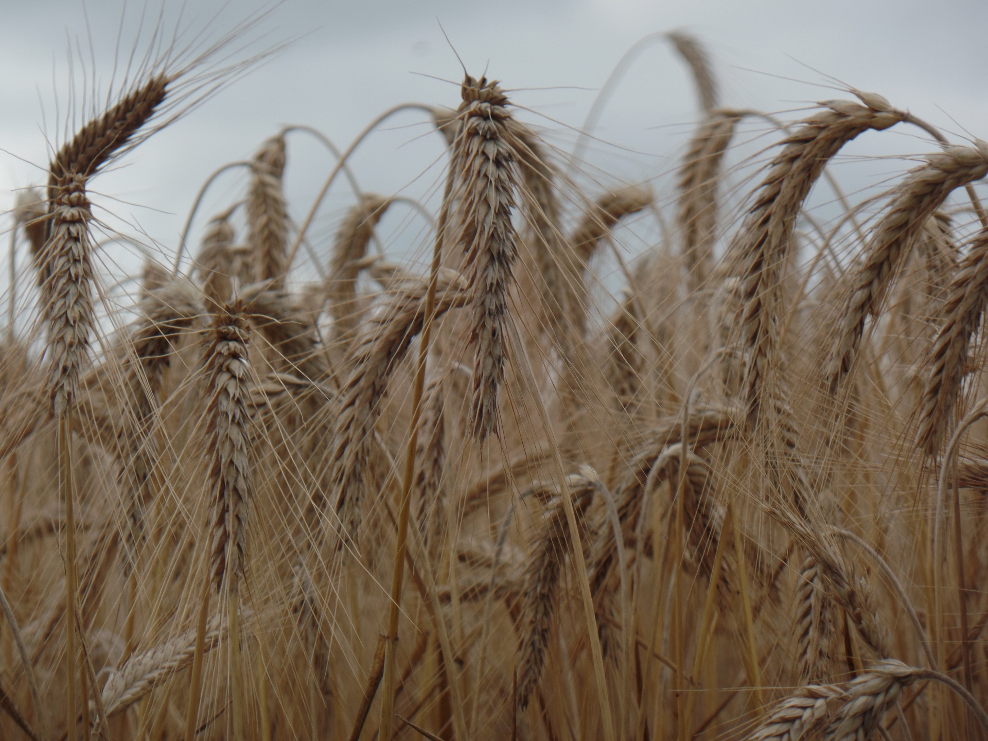 field wheat heads wheat free photo