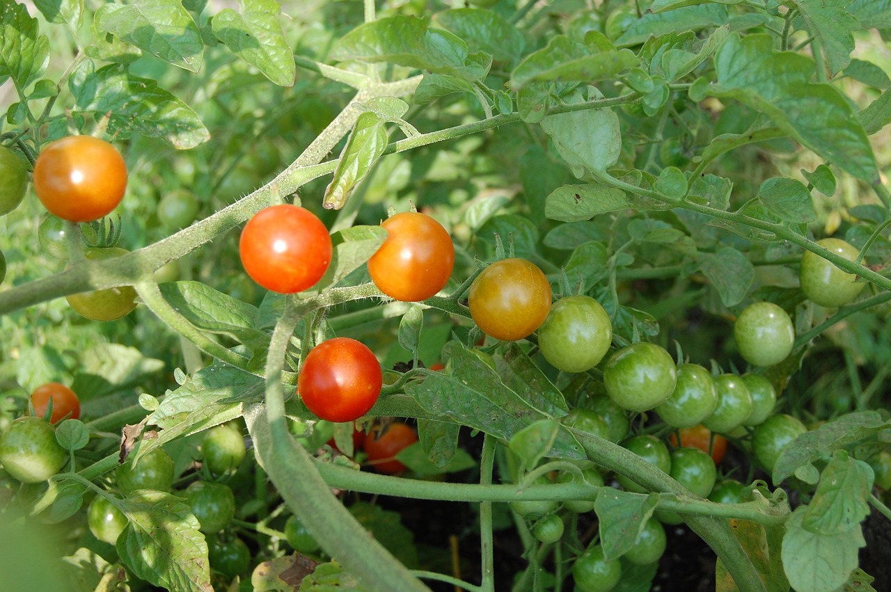ripening tomatoes vines free photo