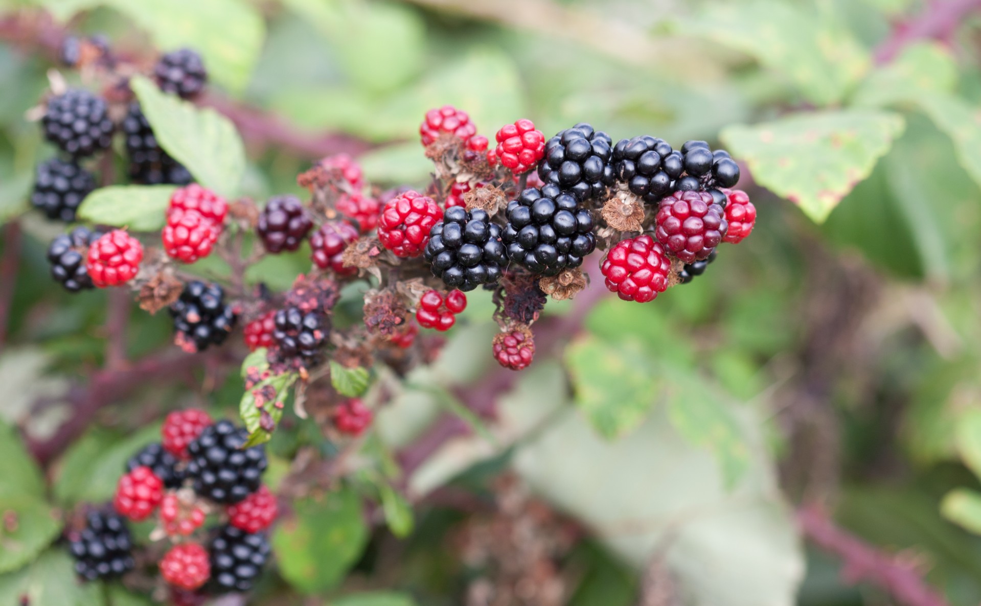 blackberry blackberries bush free photo