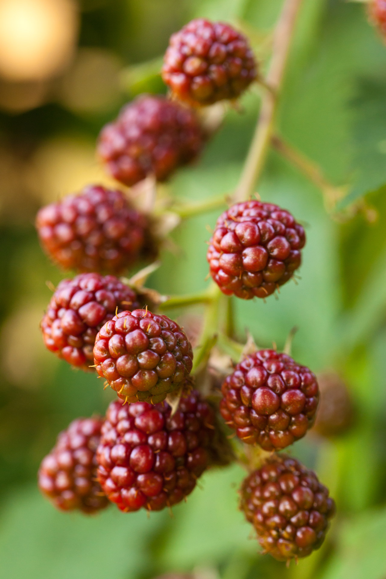 antioxidant berry blackberries free photo