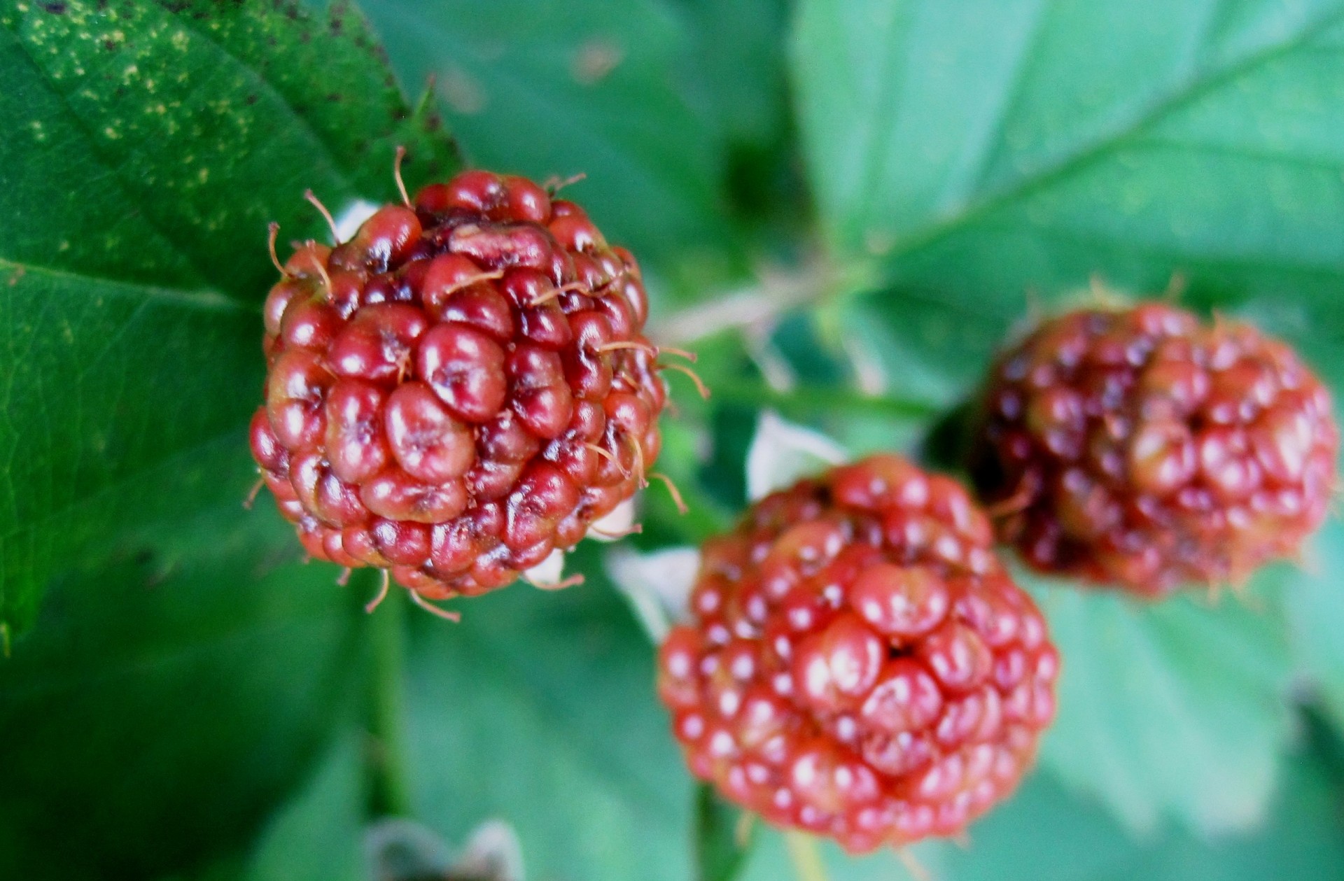 fruit berries brambles free photo