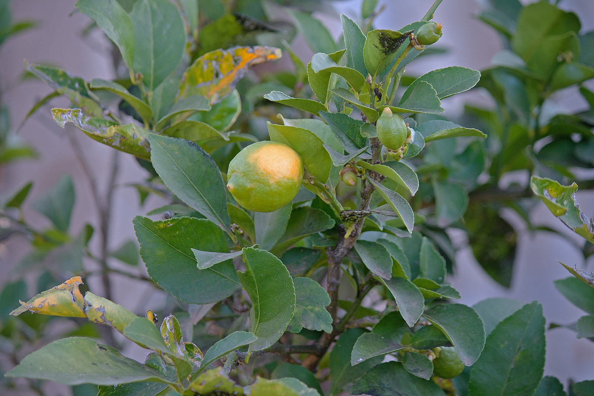 tree fruit lemon free photo