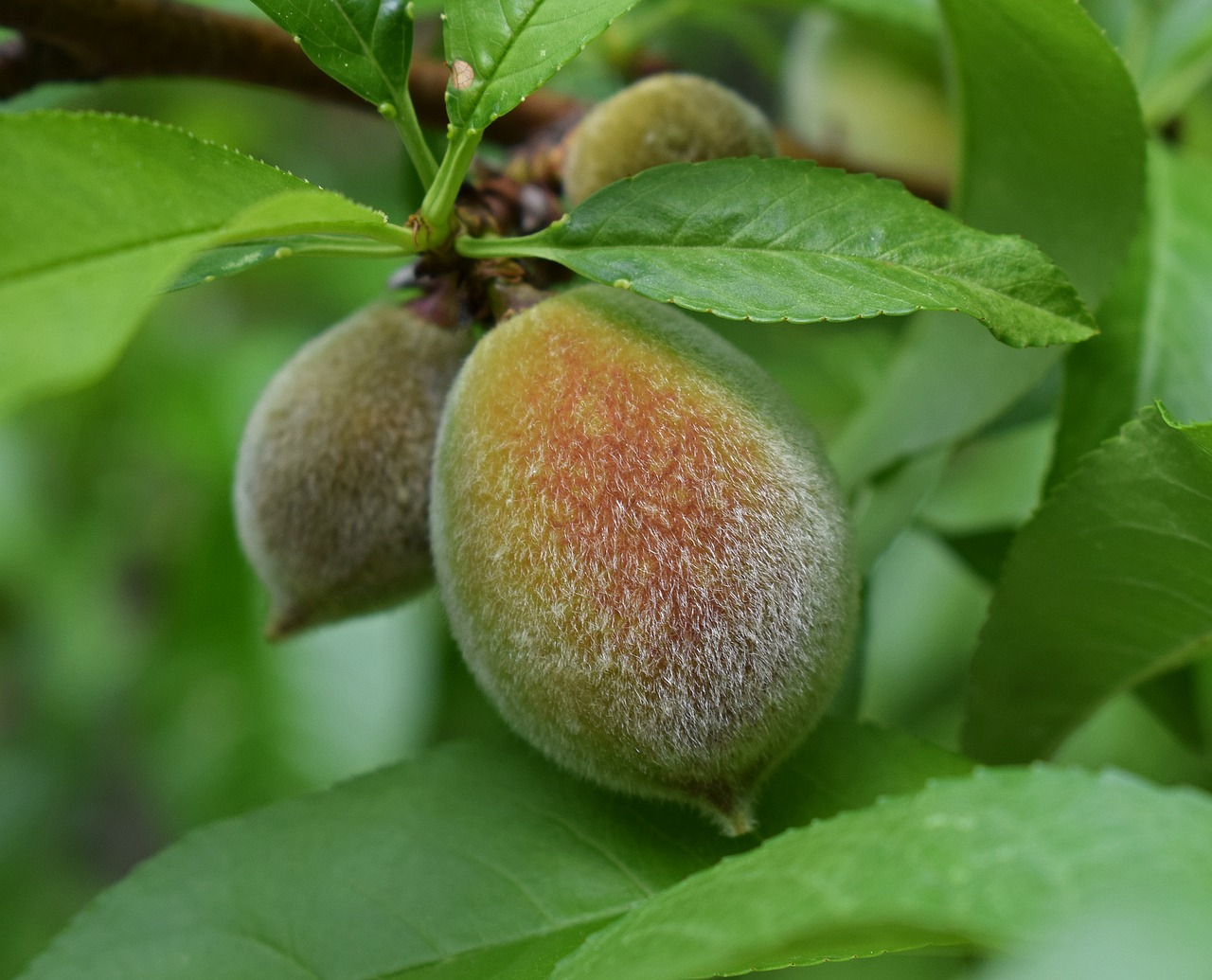 ripening peach peach fruit free photo