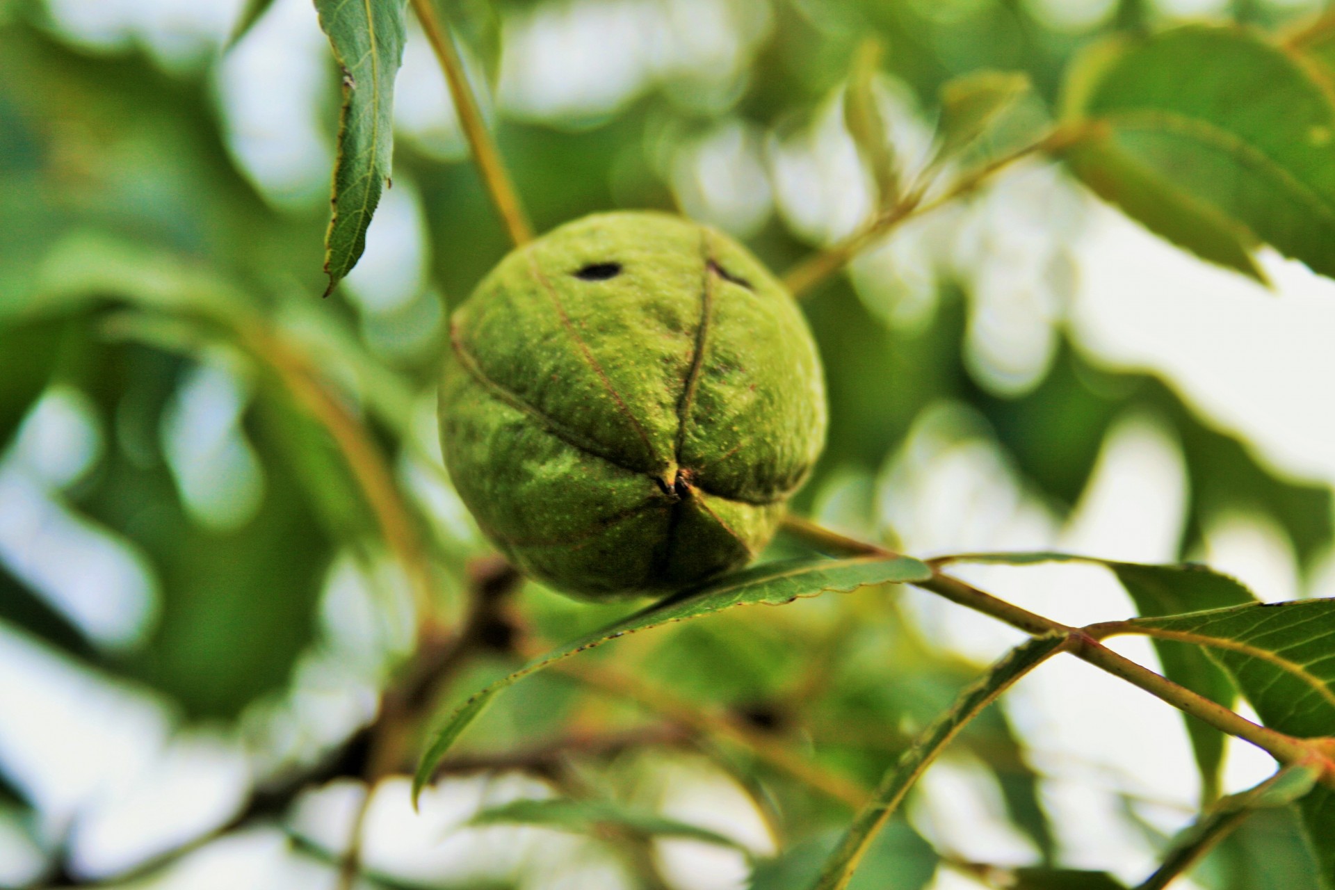 nut pecan shell free photo