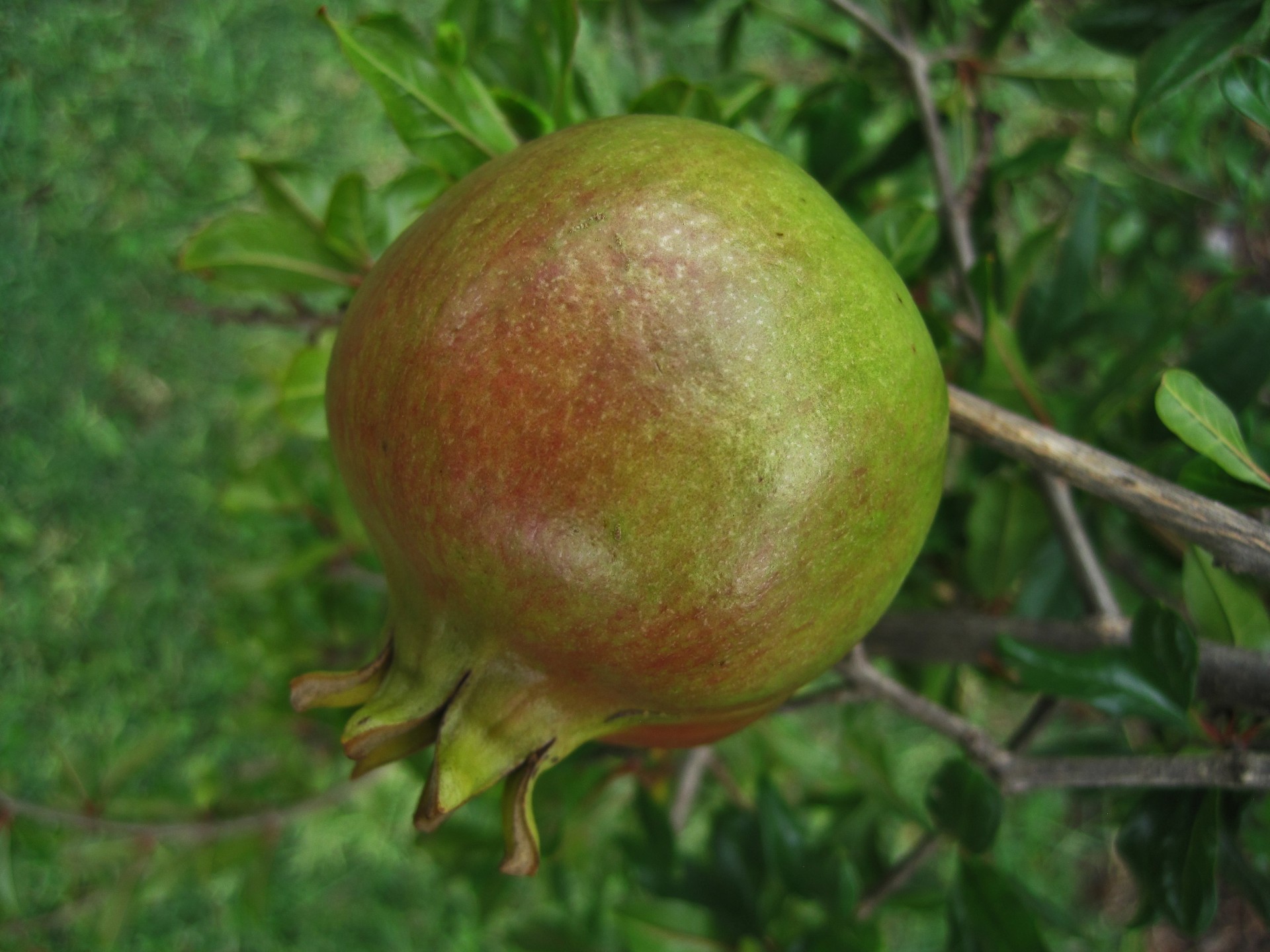 fruit pomegranate shiny free photo