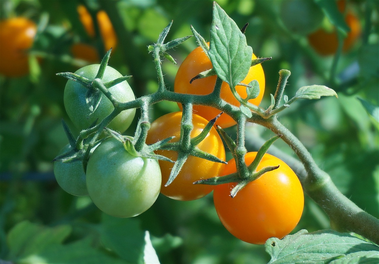 ripening tomatoes tomato tomatoes free photo