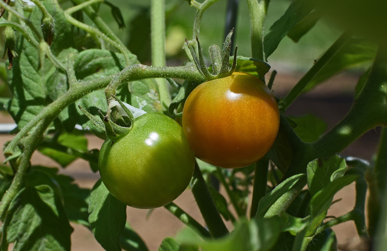ripening tomatoes tomato tomatoes free photo