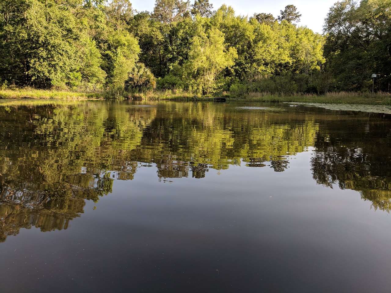 ripples  pond  reflection free photo