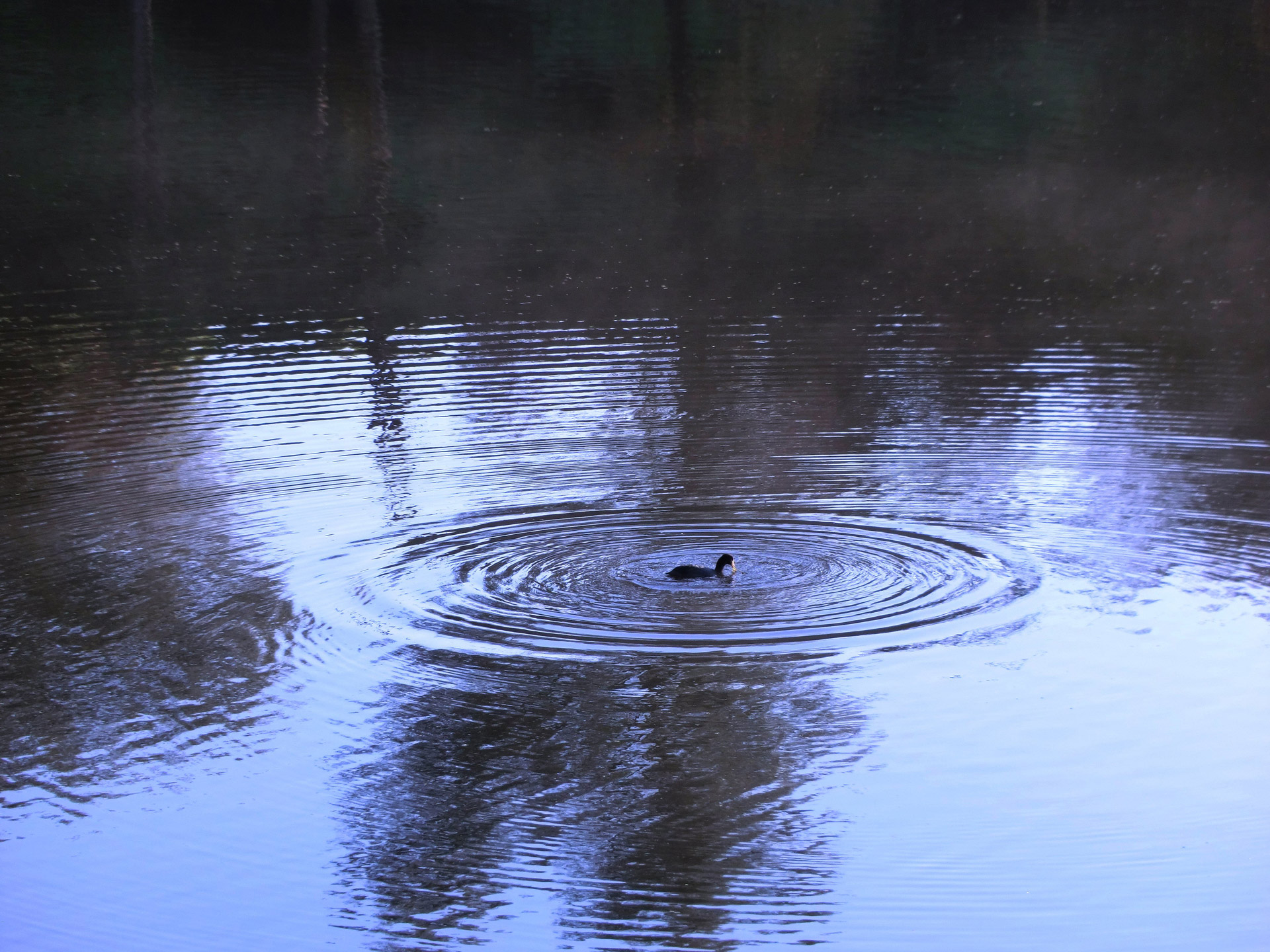 pond ripples duck free photo