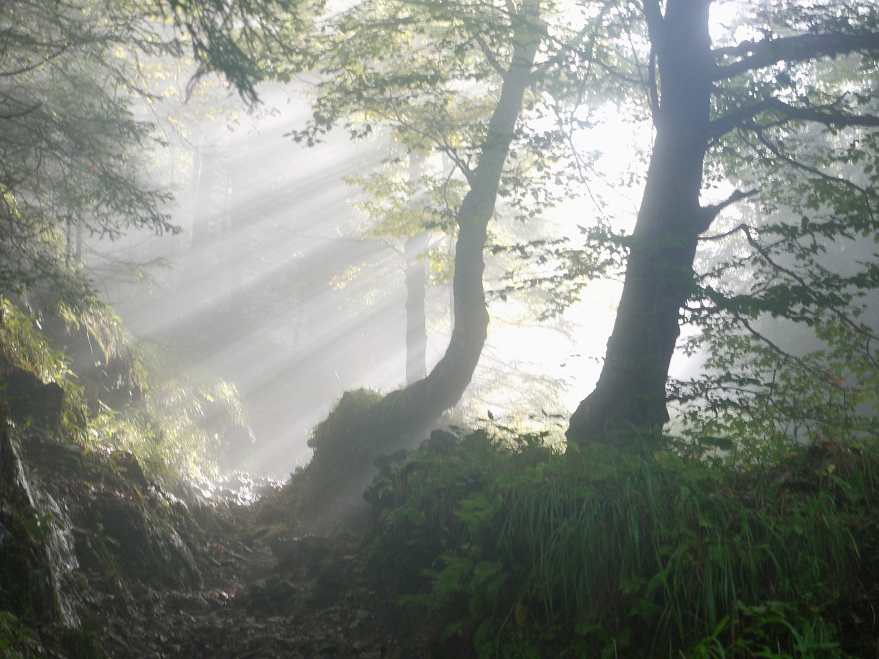 rise morning fog free photo