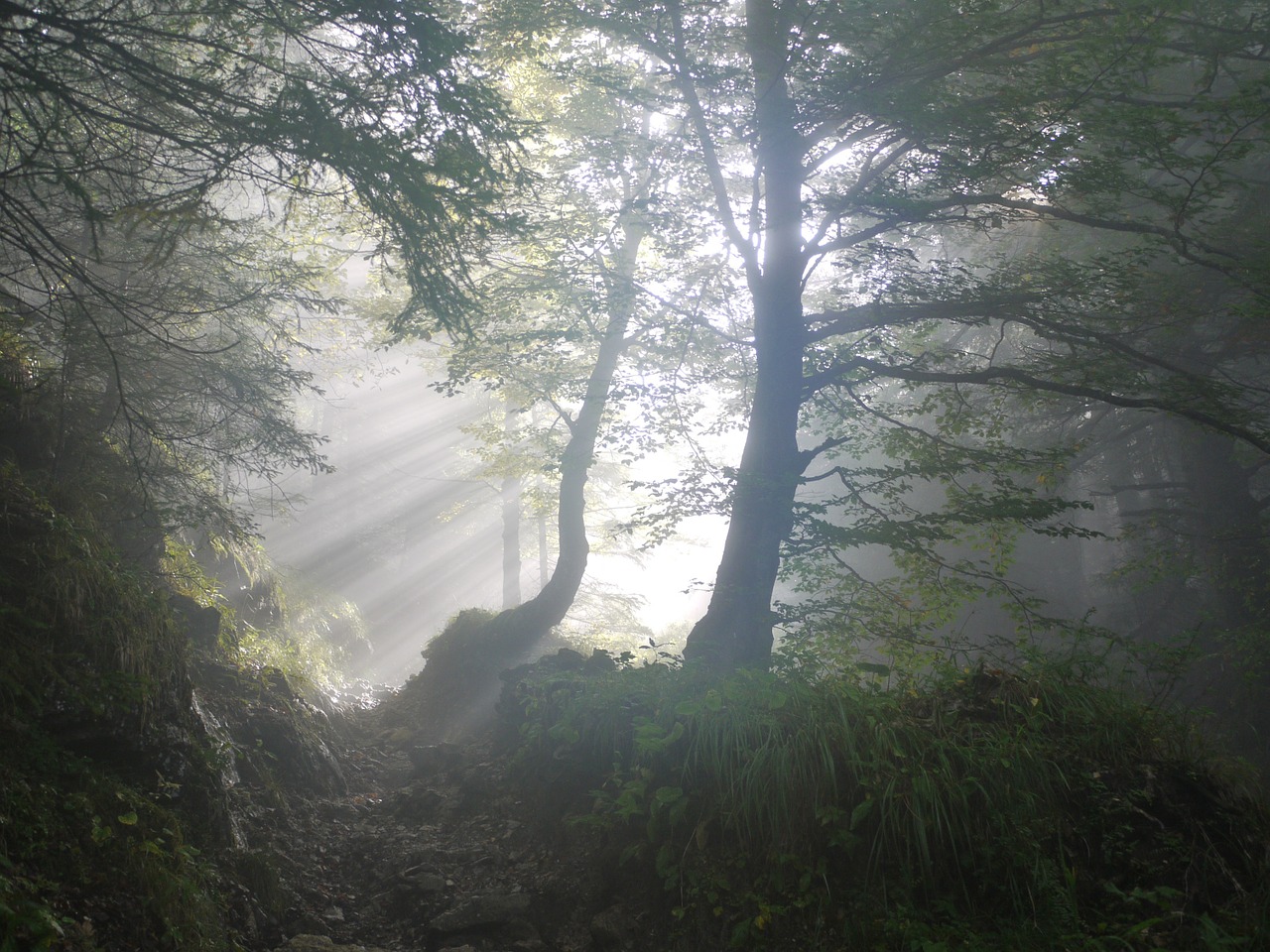 rise morning fog free photo