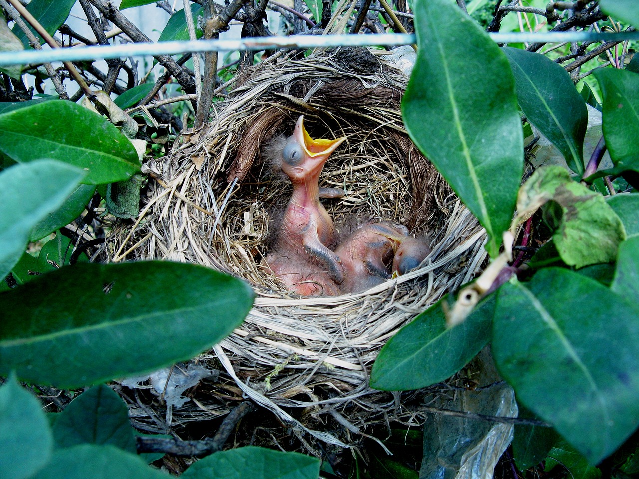 risers bird nest free photo