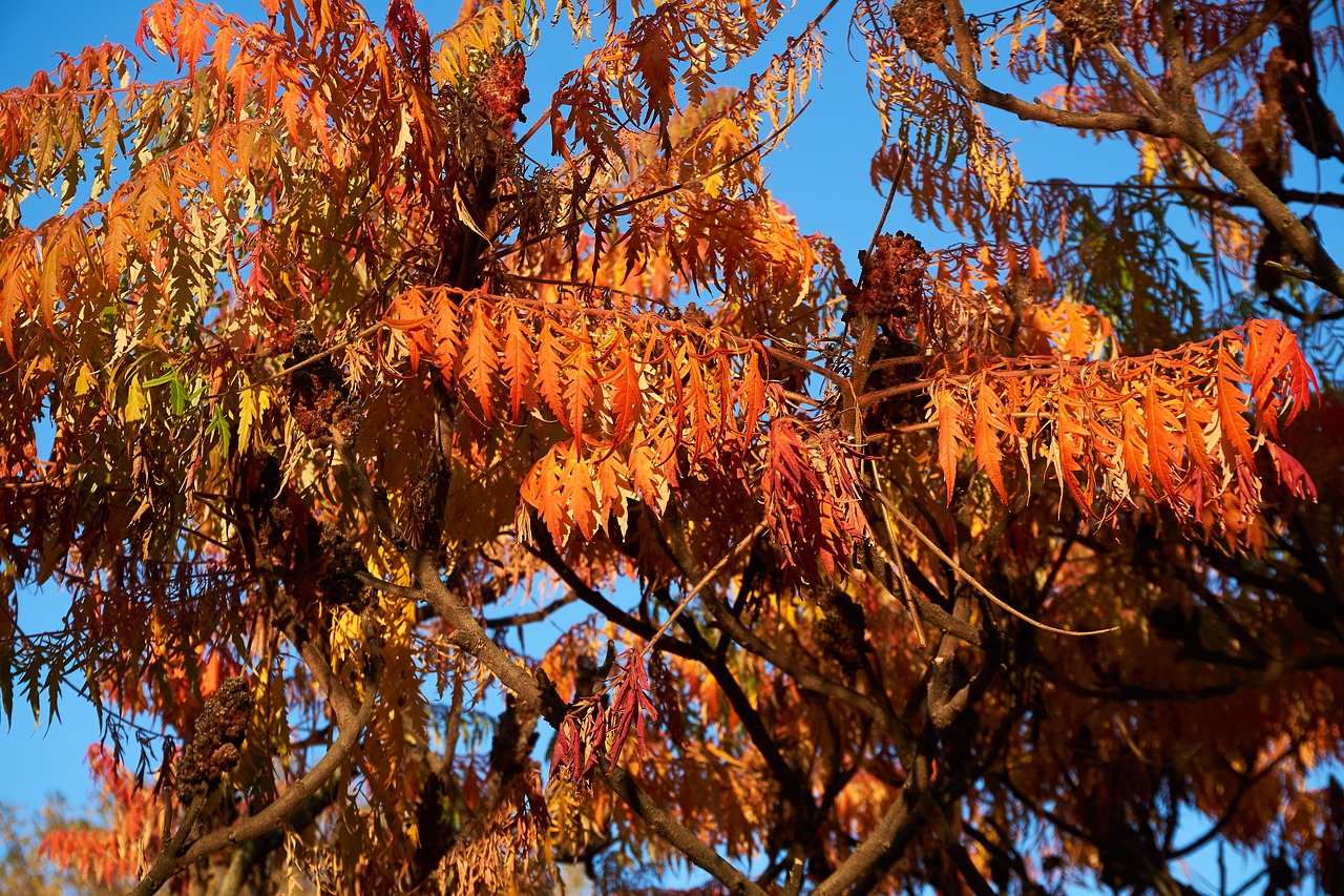 rispiger bubbles tree  koelreuteria paniculata  autumn free photo