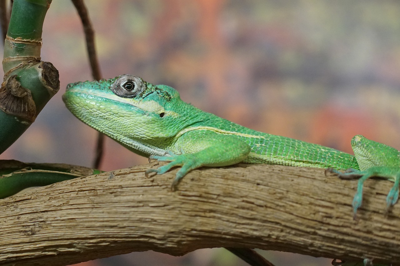 ritteranolis lizard schuppenkriechtier free photo