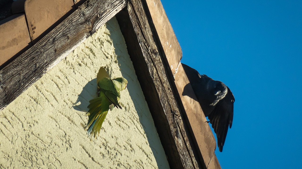 rivalry  parrot  jackdaw free photo