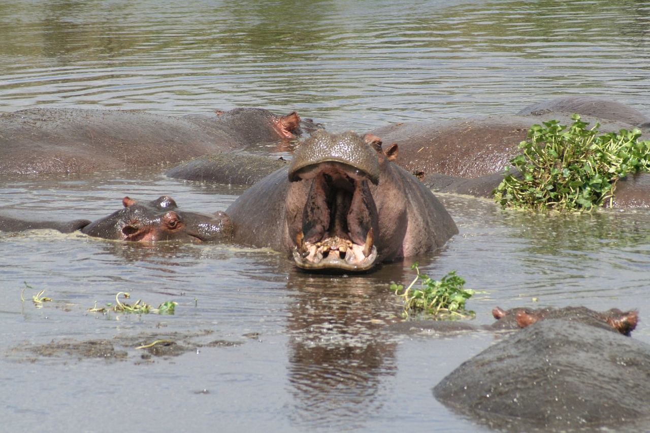 river hippos tanzania free photo