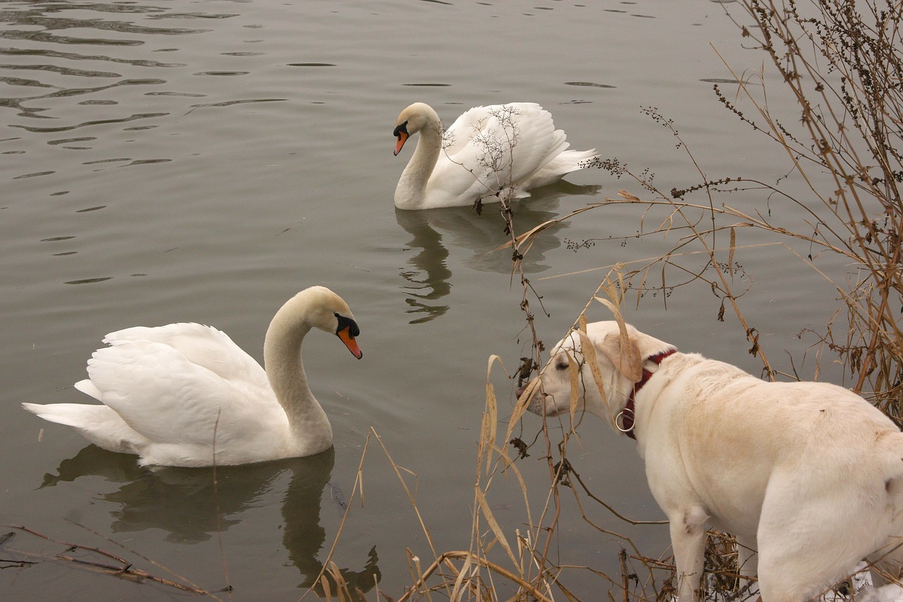 river swan dog free photo
