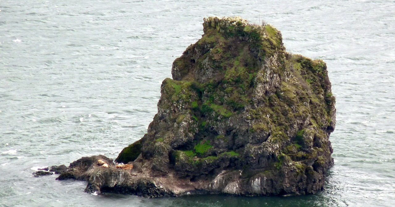 river rocks sea lions free photo