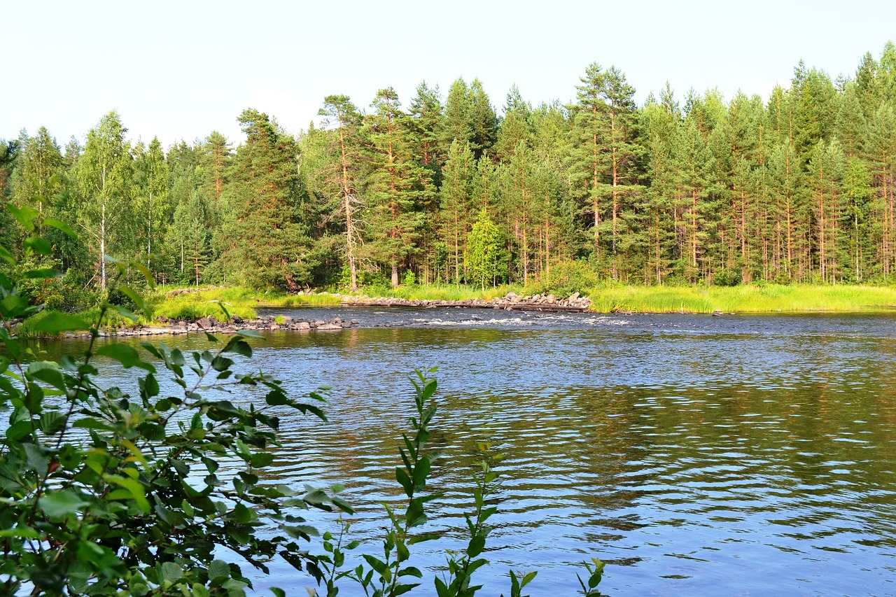 river trees leaves free photo