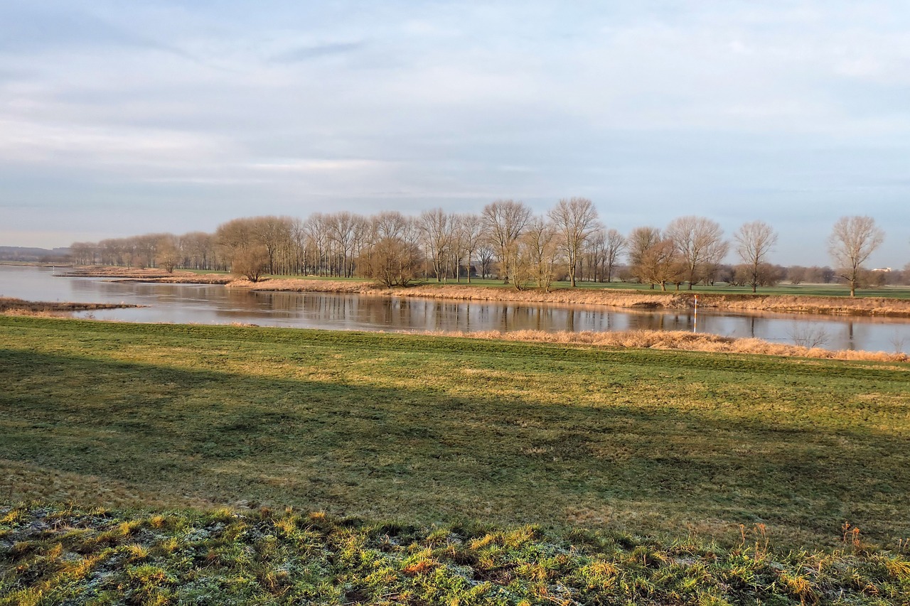 river trees elbe free photo