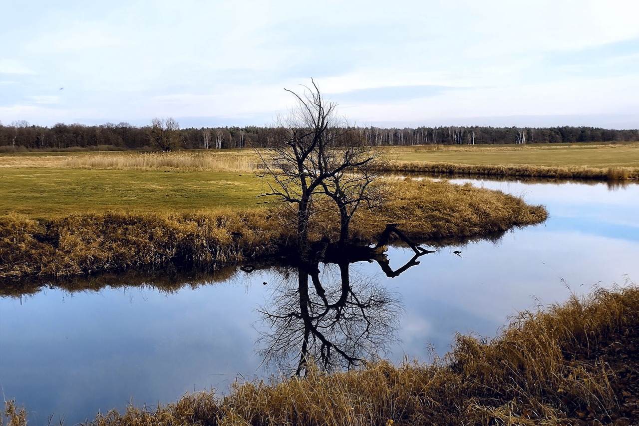 river tree mirroring free photo