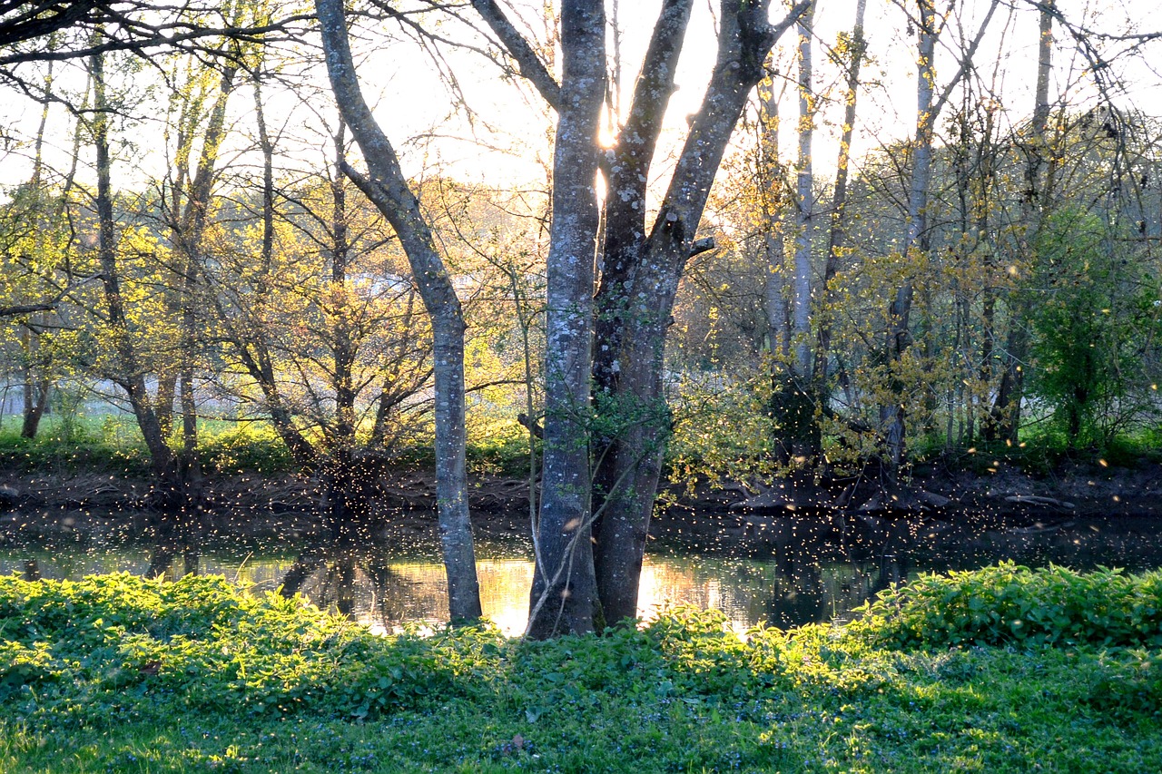 river bank sunset free photo