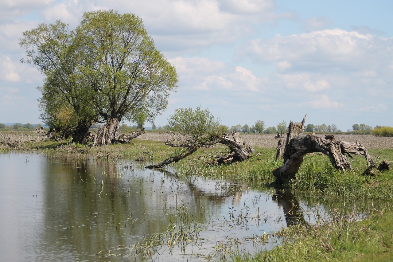 river warta countryside free photo