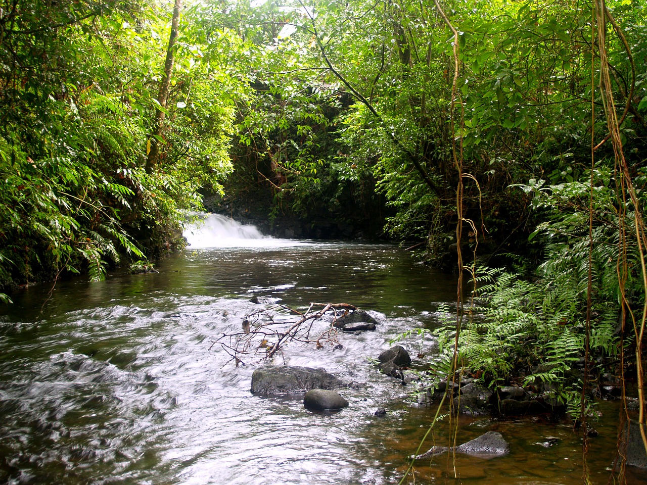 river stream jungle free photo