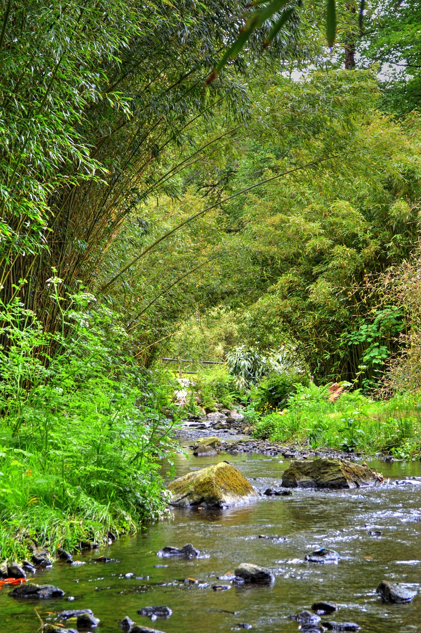 river vegetation nature free photo