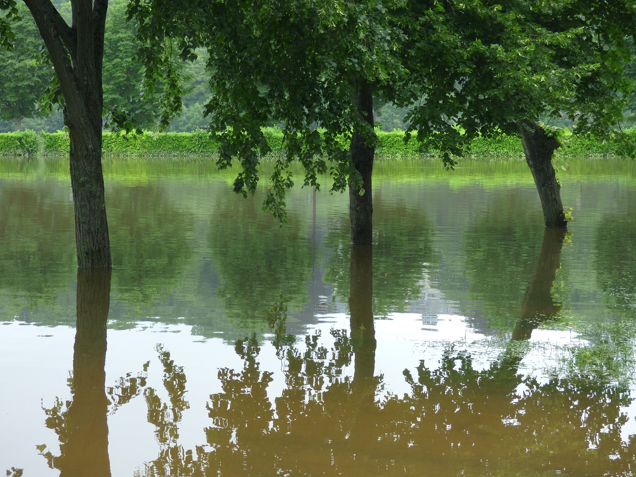 river floods trees free photo