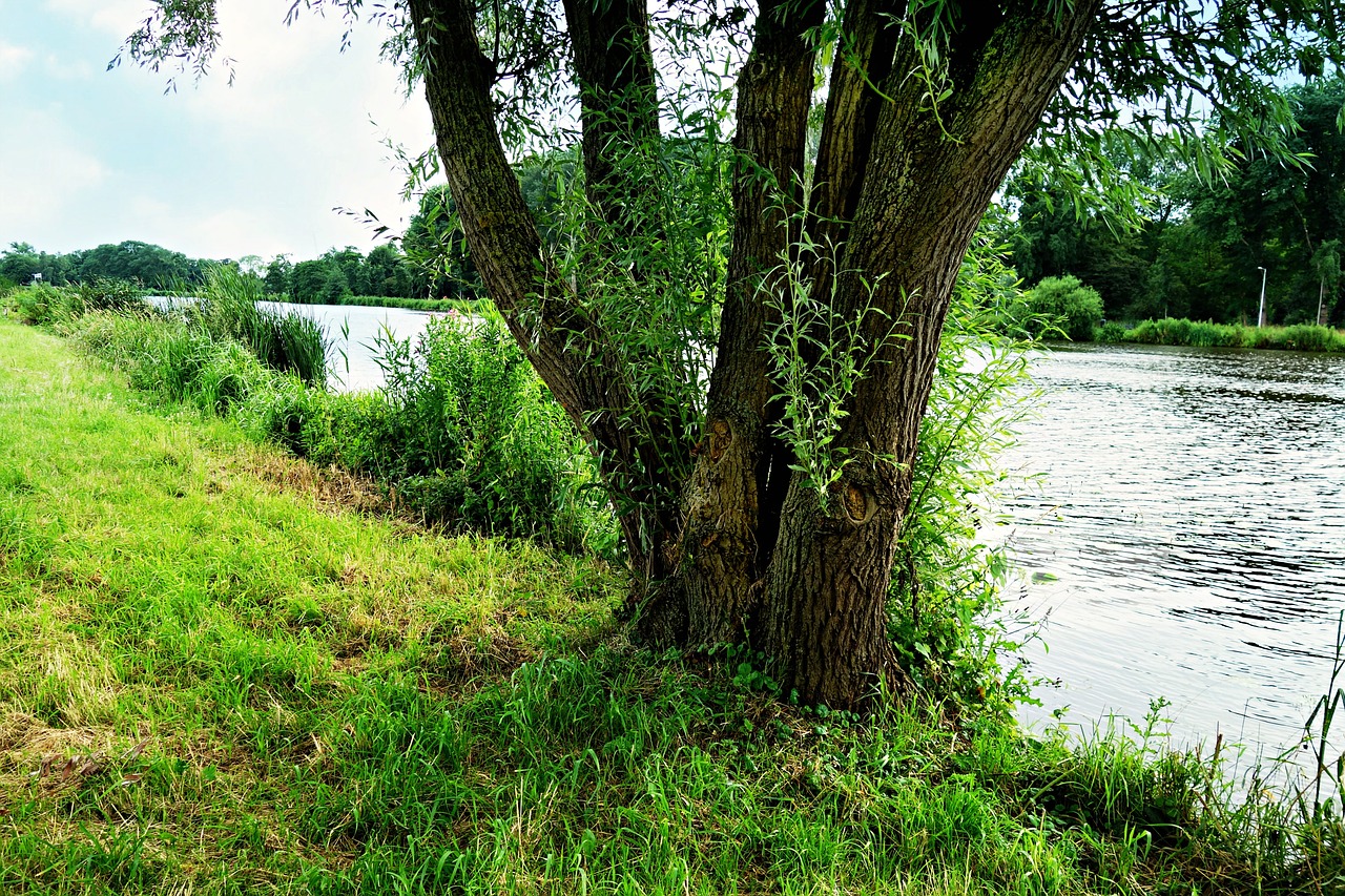 river riverbank tree free photo