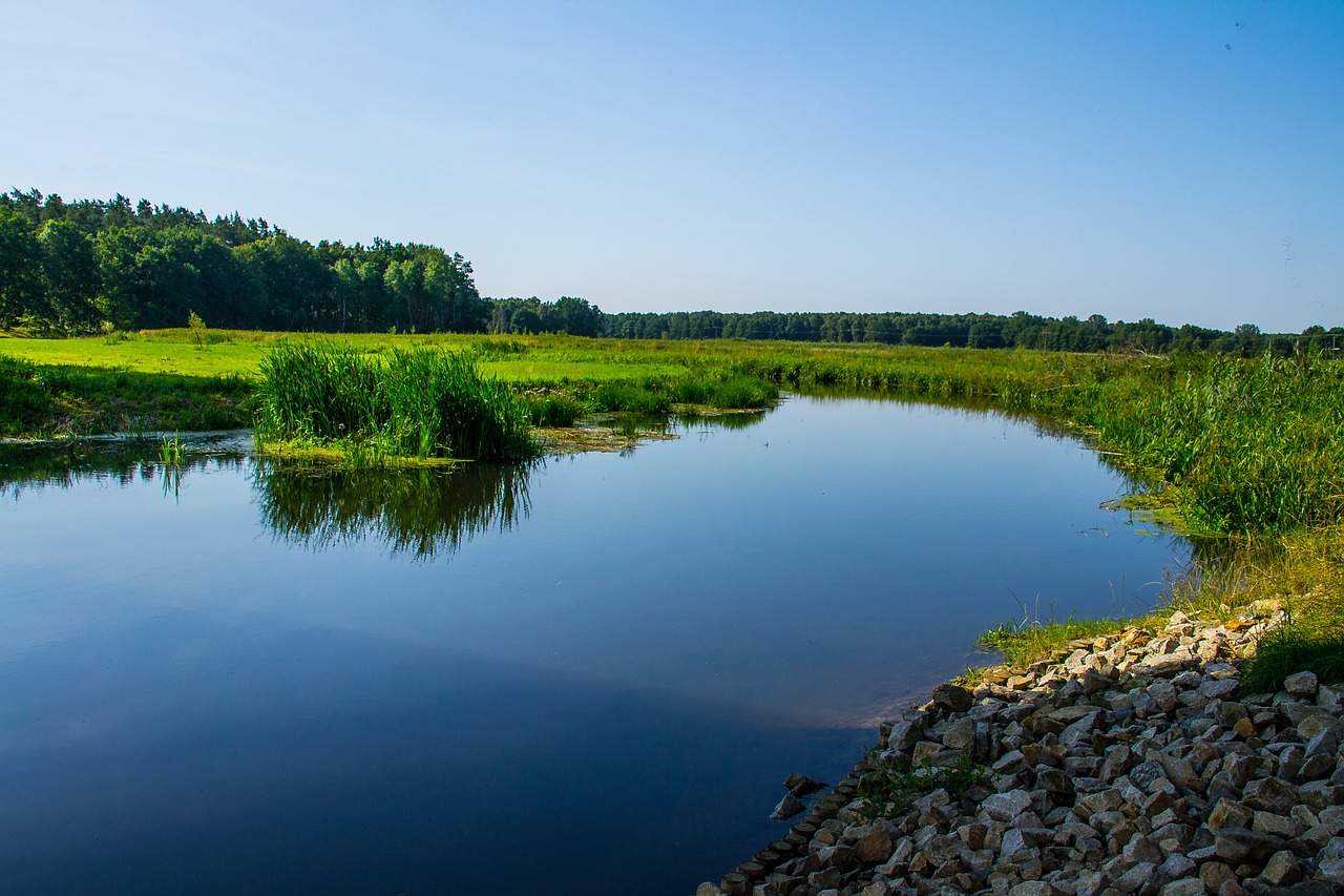 river landscape bank reed free photo