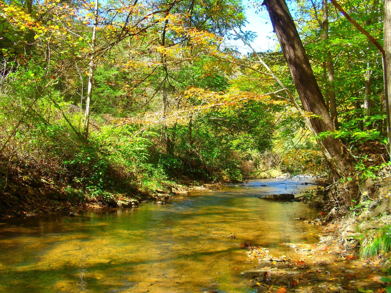 river trees west virginia free photo