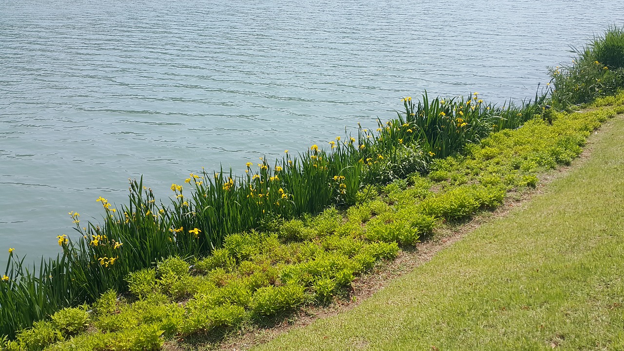 river grass pool free photo