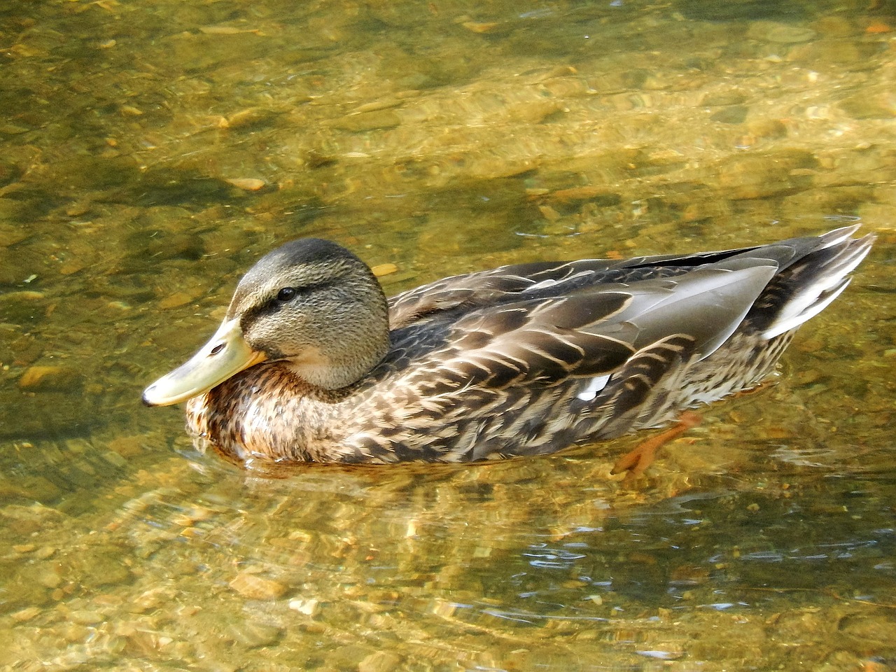 river duck water courses free photo
