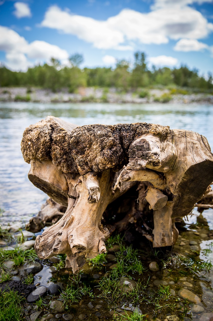 river wood driftwood free photo