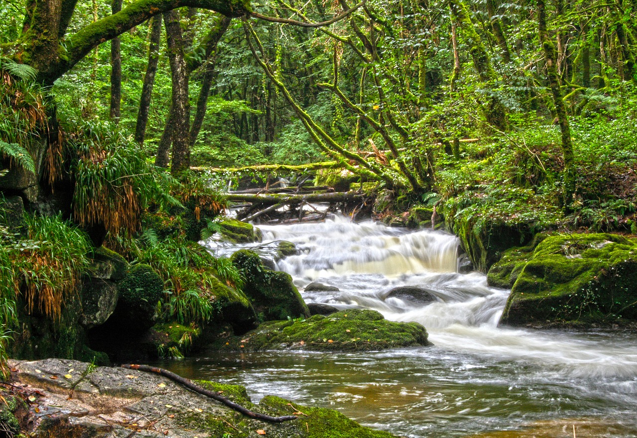 river trees landscape free photo