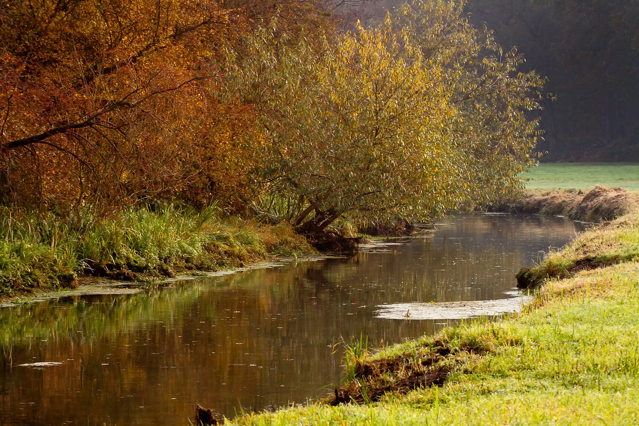 river swamp rain free photo