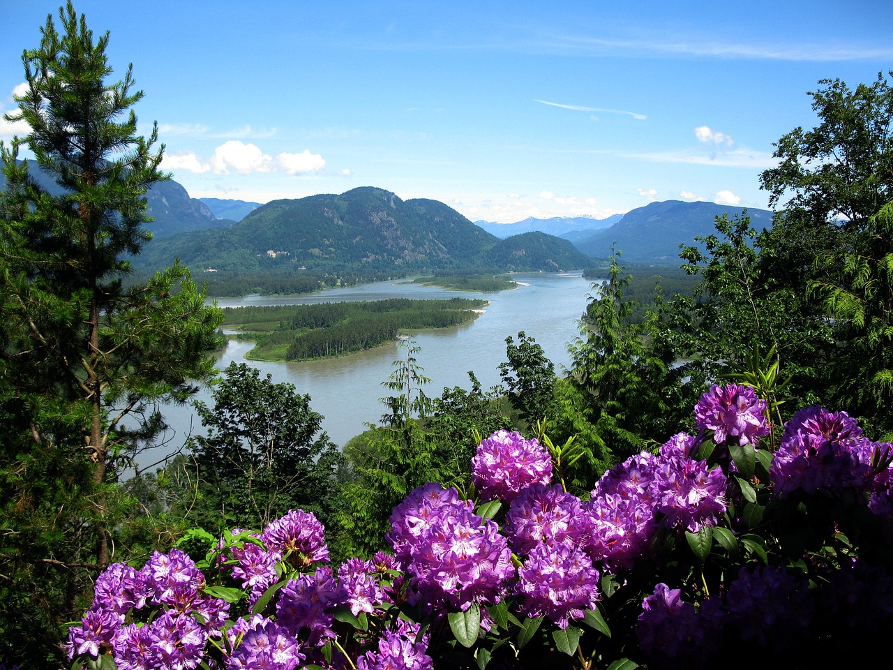 river blooms nature free photo