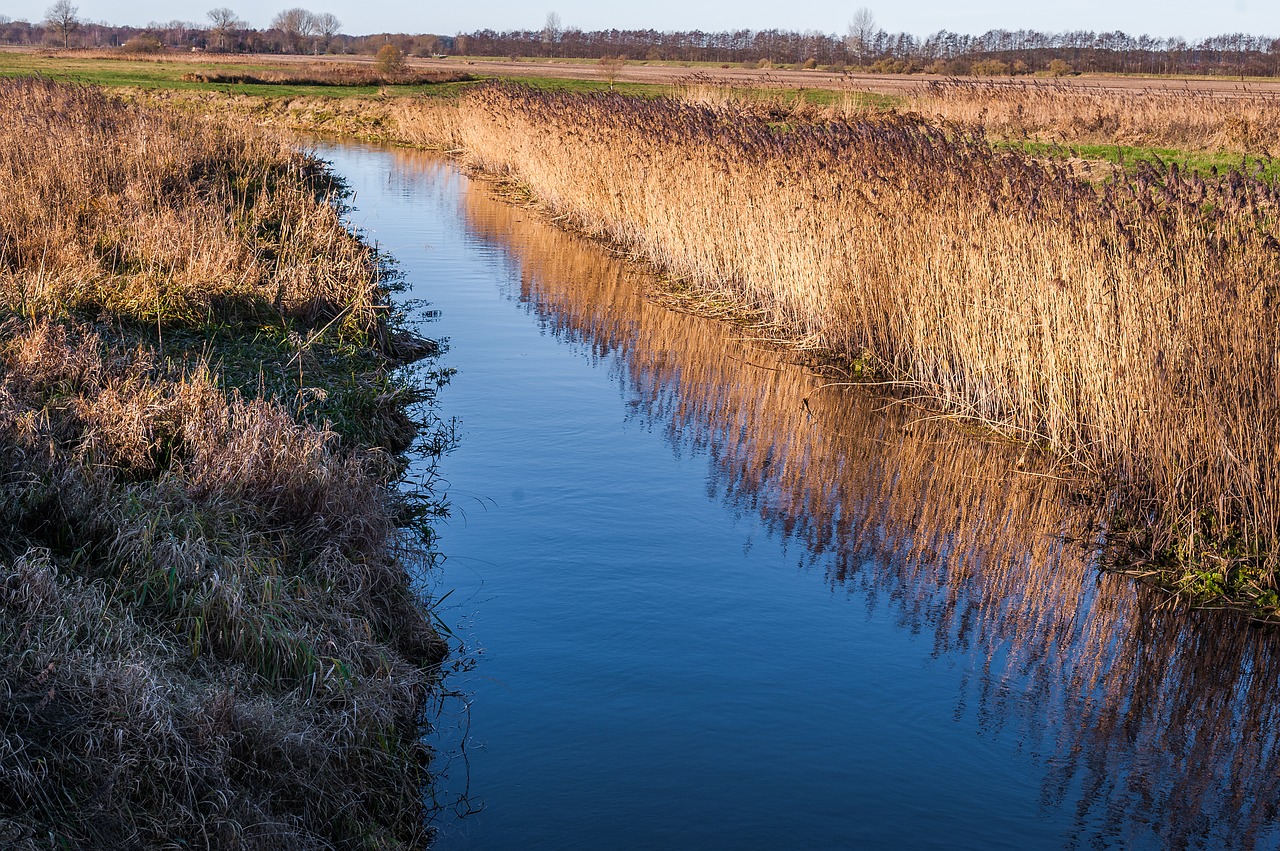 river water reed free photo