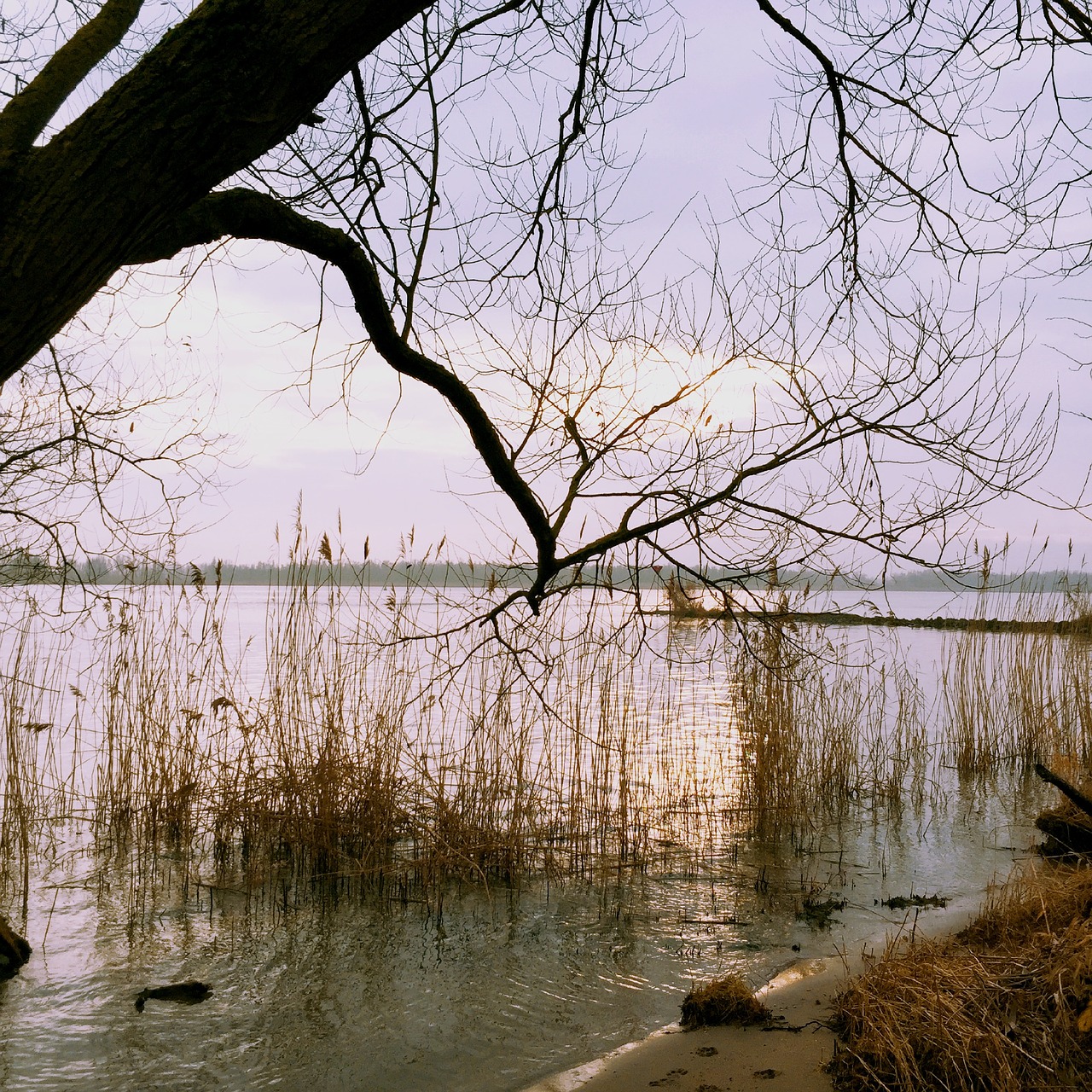 river nature tree free photo