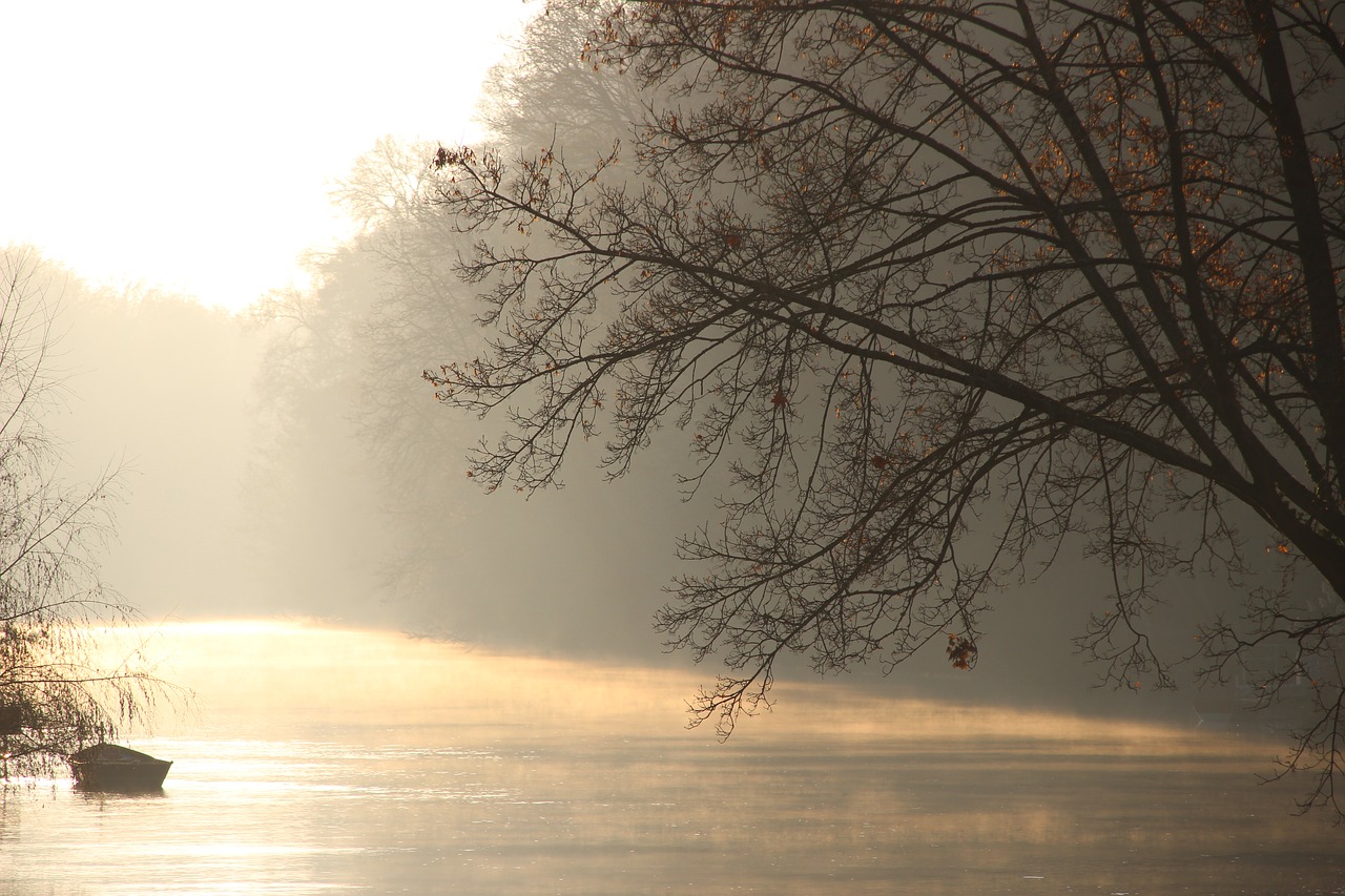 river fog tree free photo